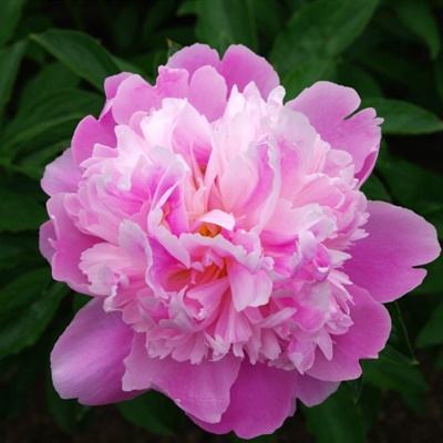 半岛综合体育·官方网站截图